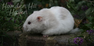 Mirage- Silver Dove Tortoiseshell and White (Banded) Longhaired